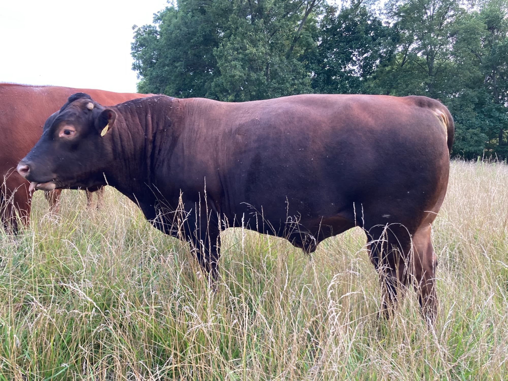 A dark red cow standing in tall grass, with another cow and trees behind