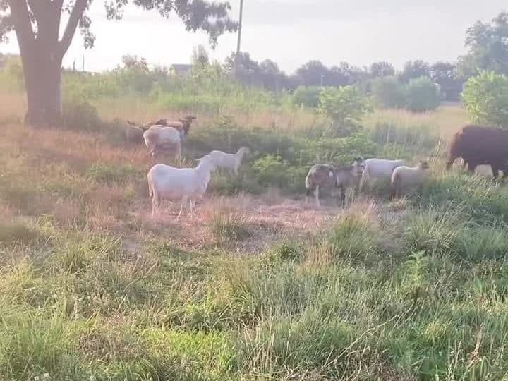Navajo-Churro sheep and cattle grazing together on the Leonard farm