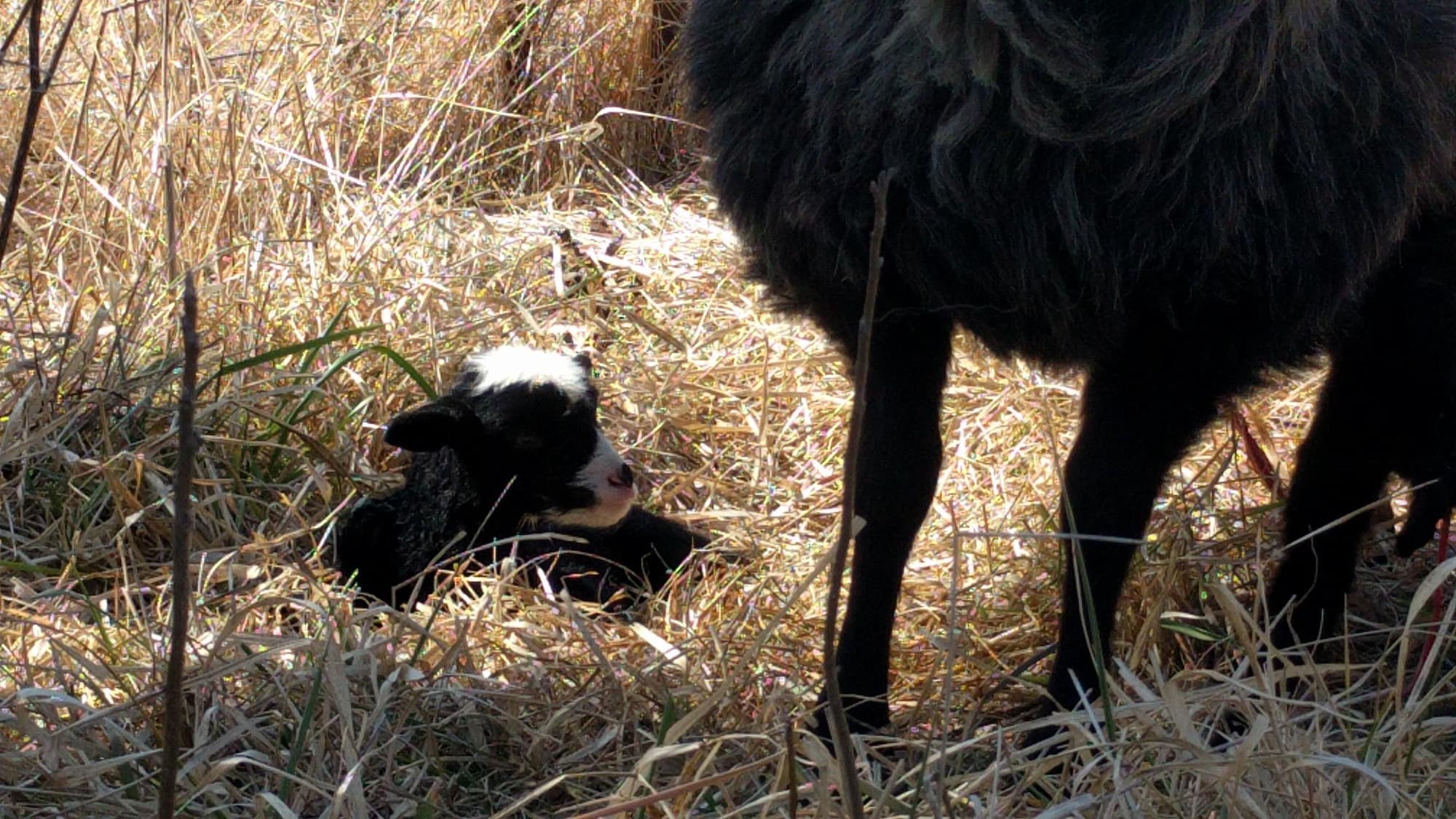 A black lamb with a white blaze lying in dry grass beside a ewe