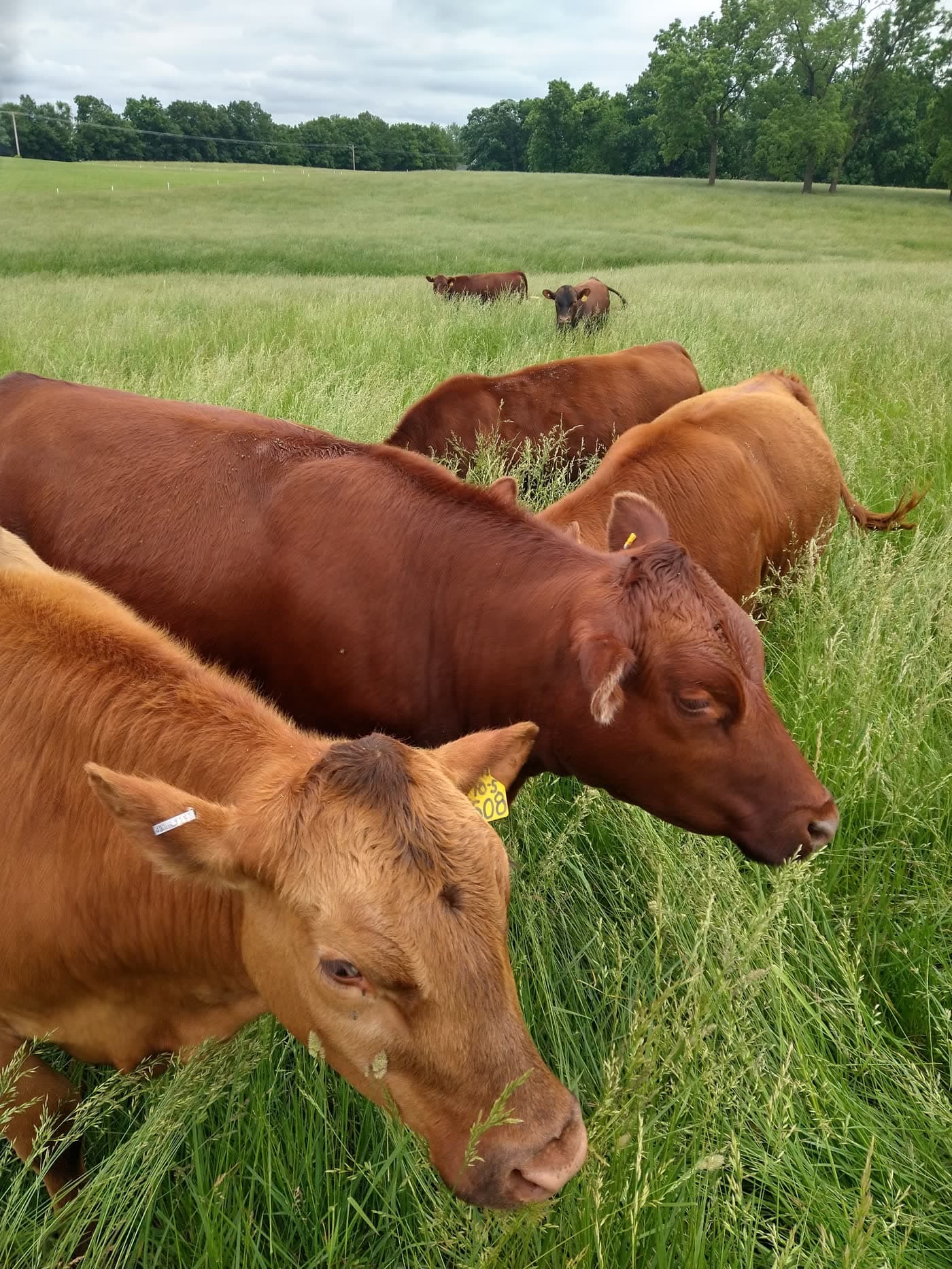 Grass-fed cattle grazing tall pasture