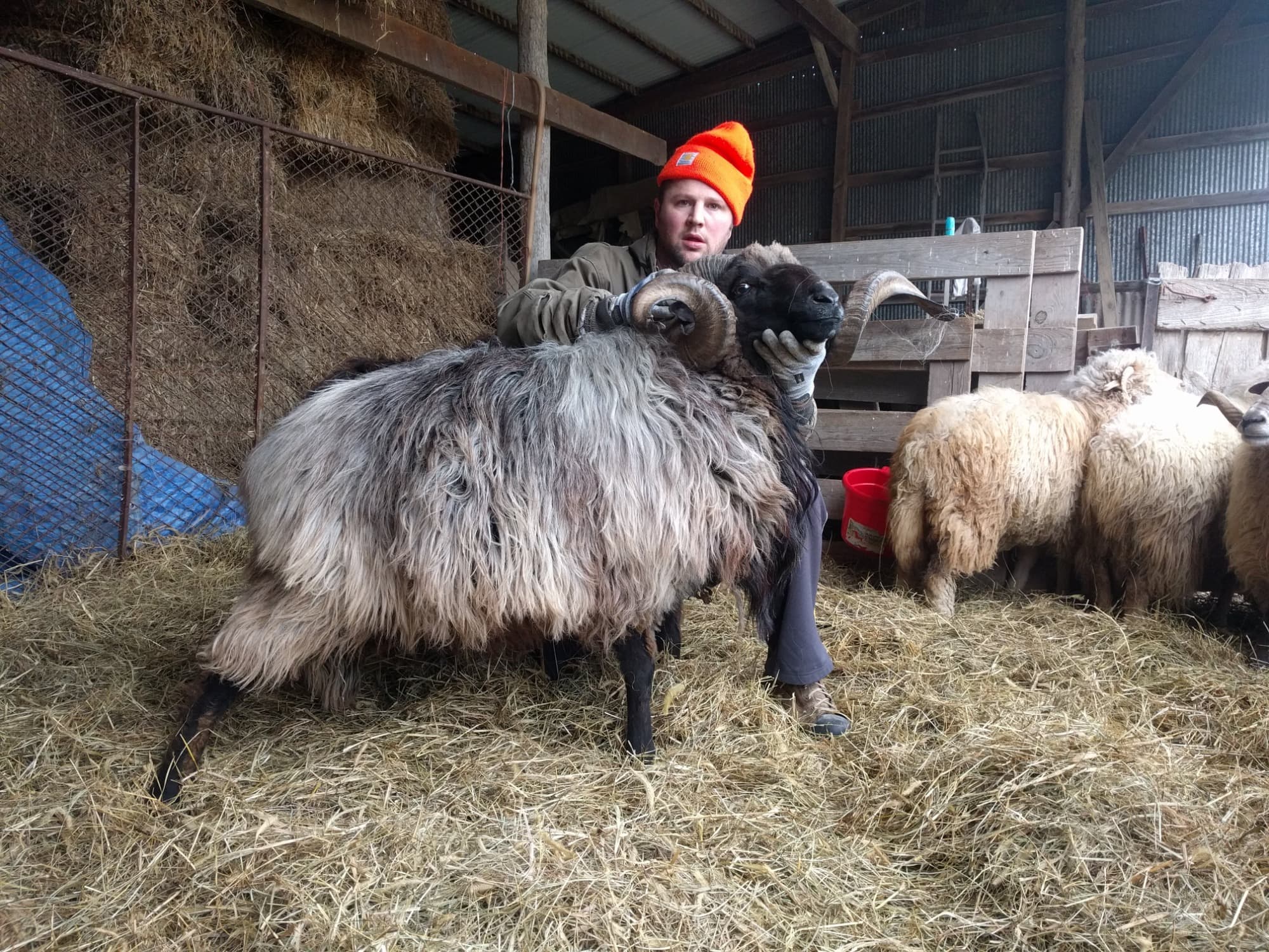 Kyle Leonard in an orange cap, holding a horned ram in the barn, with other sheep nearby