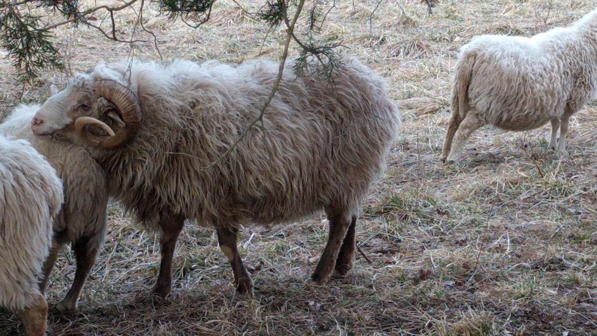 Navajo-Churro sheep, a horned ram with a heavy fleece and ewes nearby